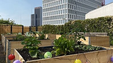 On the roof of a mall you can see several raised beds in which several vegetable plants are growing.